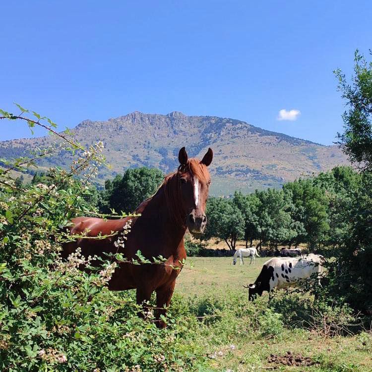 Vistas a la Sierra de Guadarrama desde Los Molinos