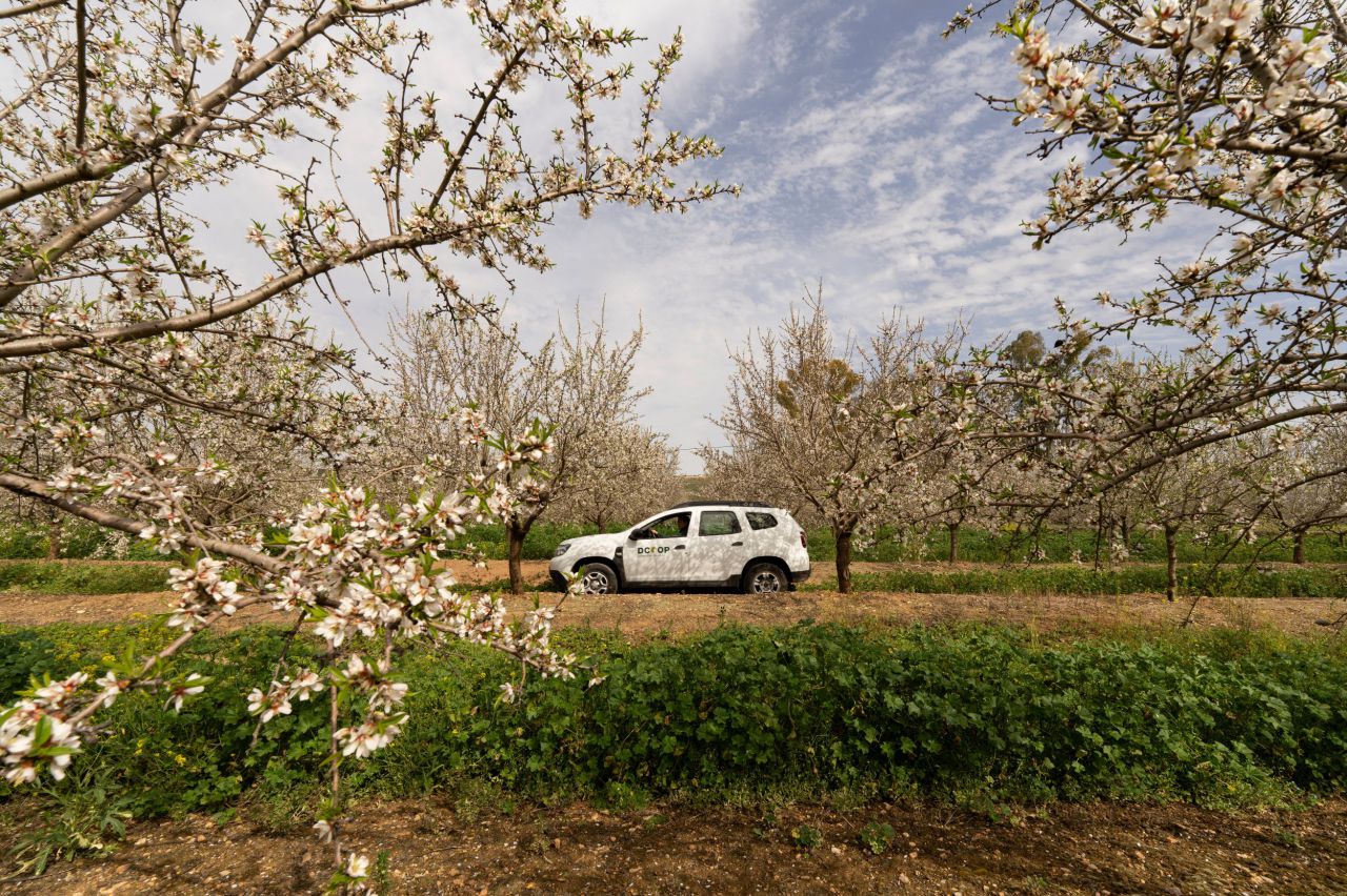 Almendros en flor