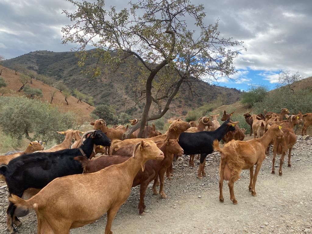 Cabras en Almogía (Málaga)