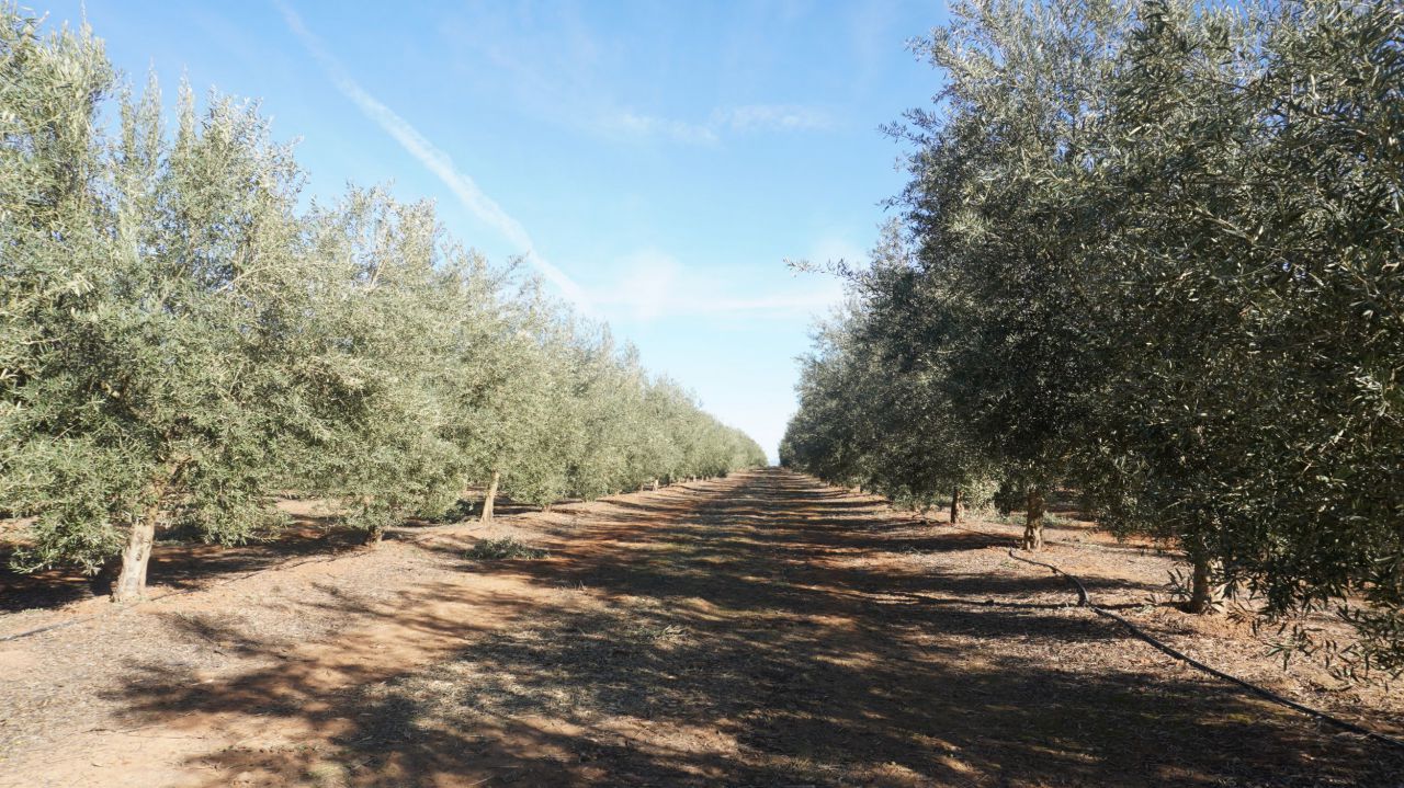 Olivar