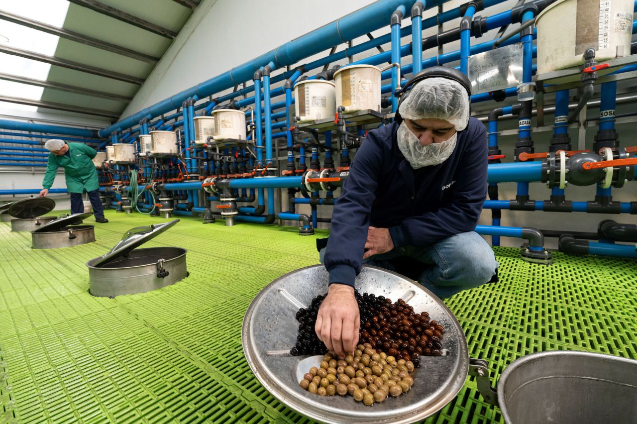 Planta de aceituna de mesa de Monturque (Córdoba)
