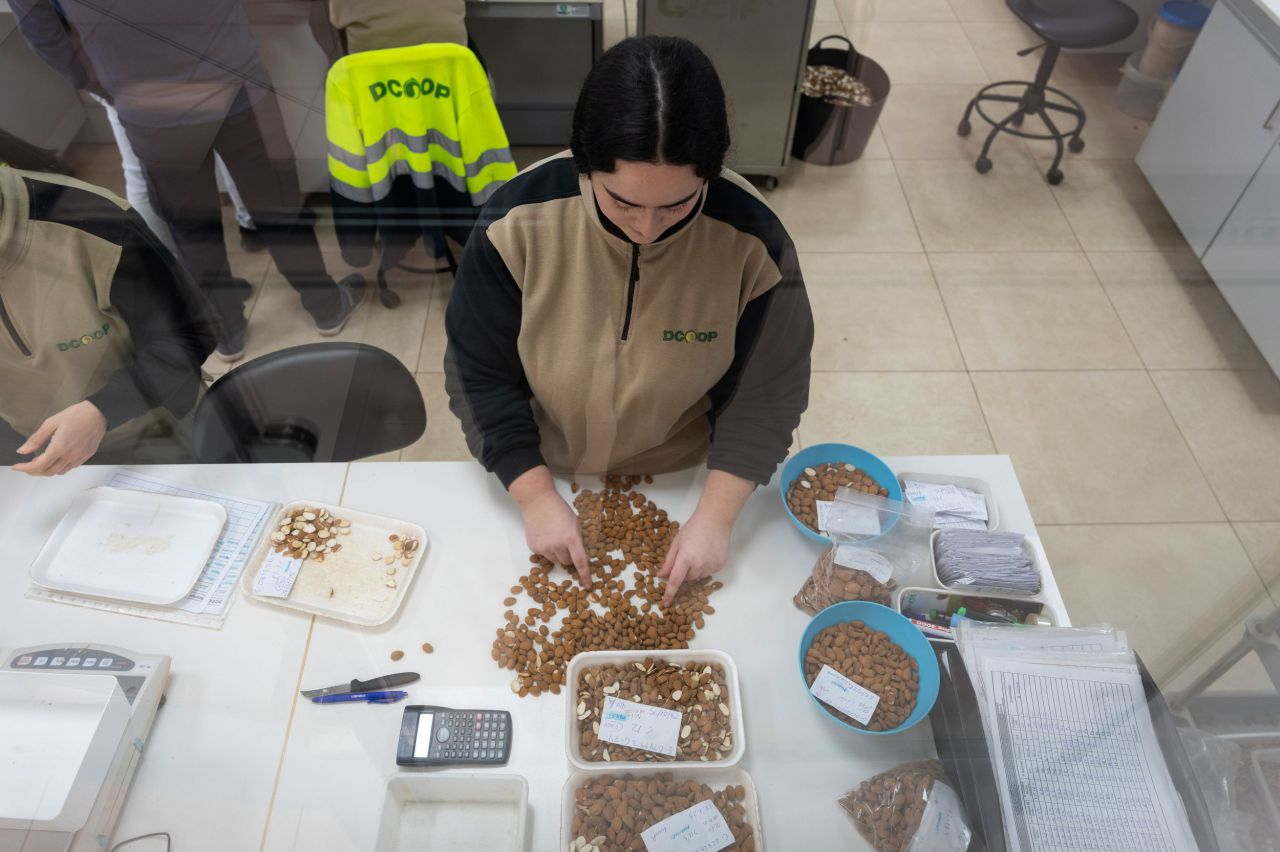 Planta de aceituna de mesa de Monturque (Córdoba)