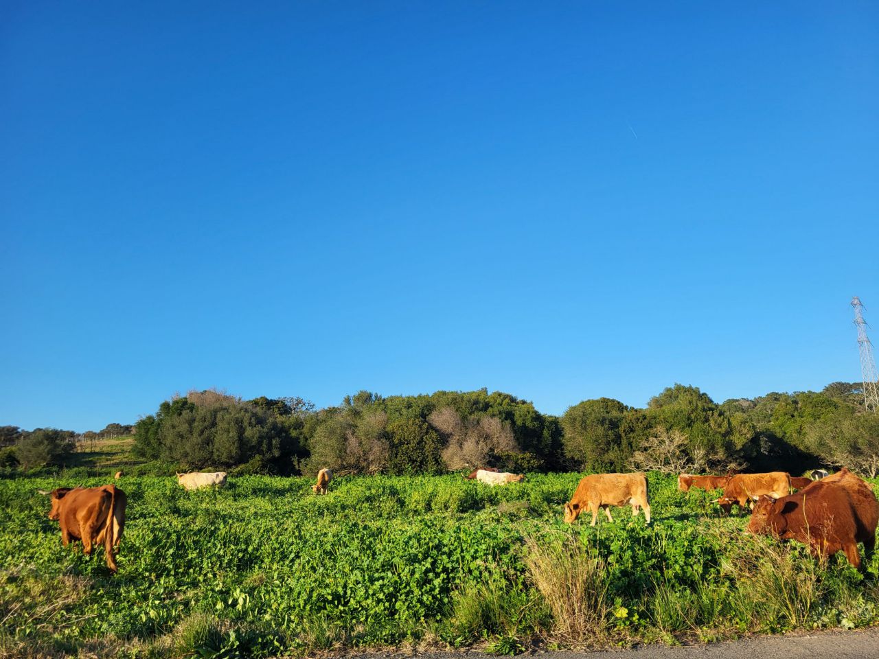Vacuno en Alcalá de los Gazules (Cádiz)