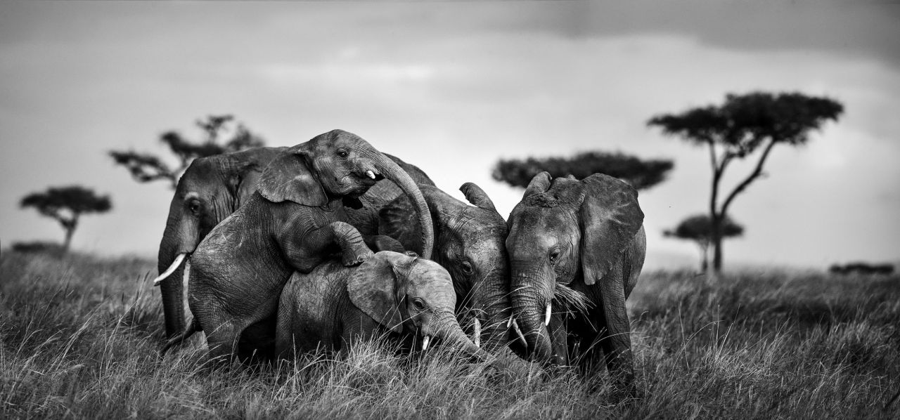 Finalista en la categoría Naturaleza y vida salvaje de la Madrileño participando en la categoría Comercial de la Wold Photography Cup 2026