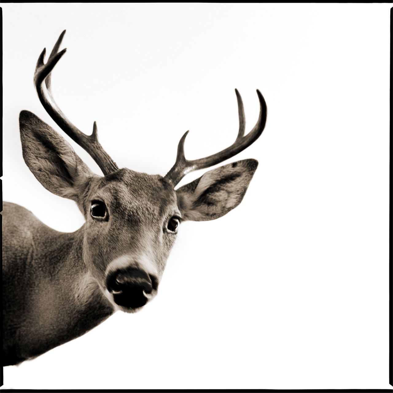 Como parte de su compromiso, la artista colabora con organizaciones de conservación y destina un porcentaje de las ventas de sus obras a proteger los ecosistemas de los animales que fotografía.