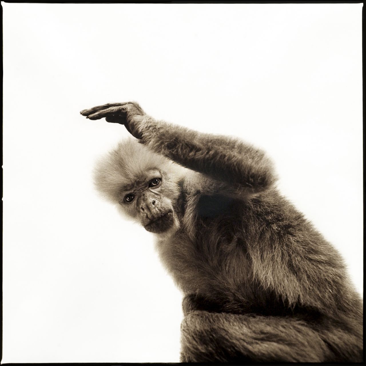 Wildlife Portrait también establece un diálogo con la historia de la representación animal, desde los bestiarios medievales hasta la fotografía científica y las expediciones naturalistas. 