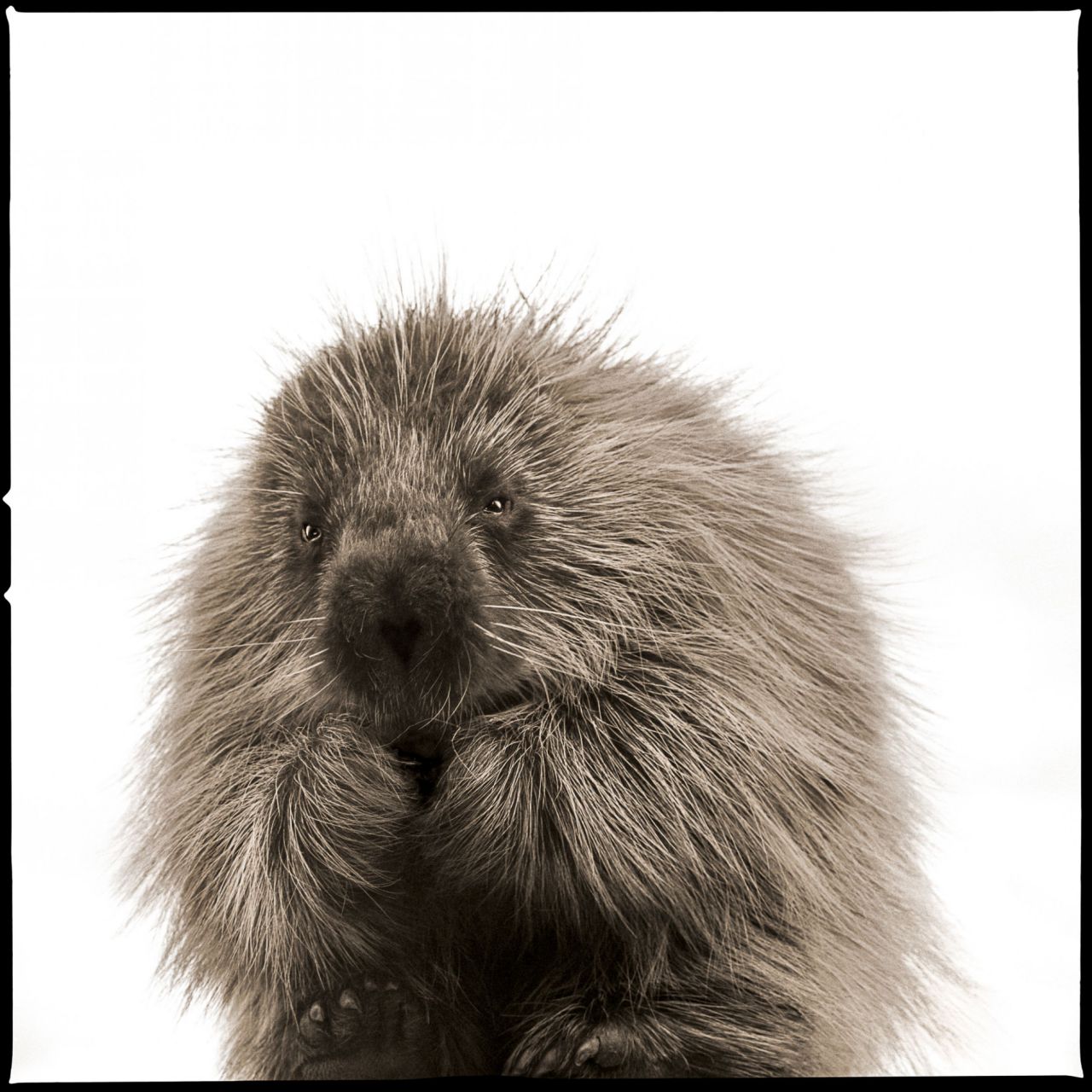 La obra de François también tiene una dimensión medioambiental. Su serie Animalia nace de una preocupación por el bienestar del planeta y de sus criaturas.