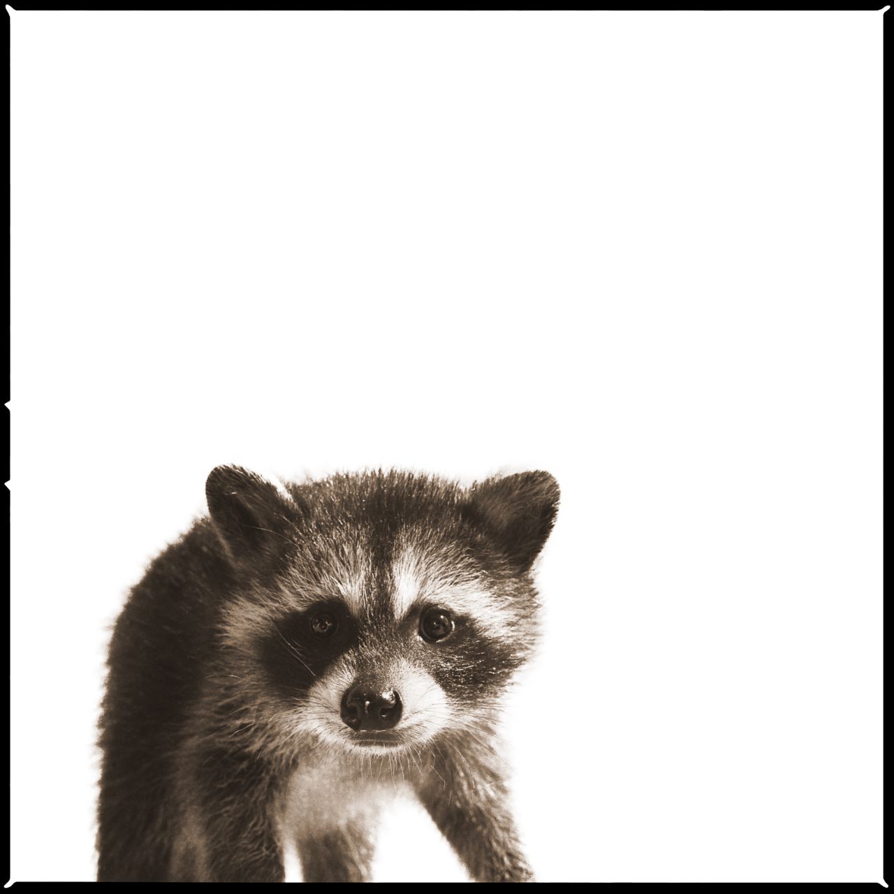 En lugar de recurrir a teleobjetivos y grandes distancias, la artista trabaja con una cámara analógica de formato medio y un objetivo gran angular, herramientas más próximas al retrato de estudio que a la fotografía de fauna.