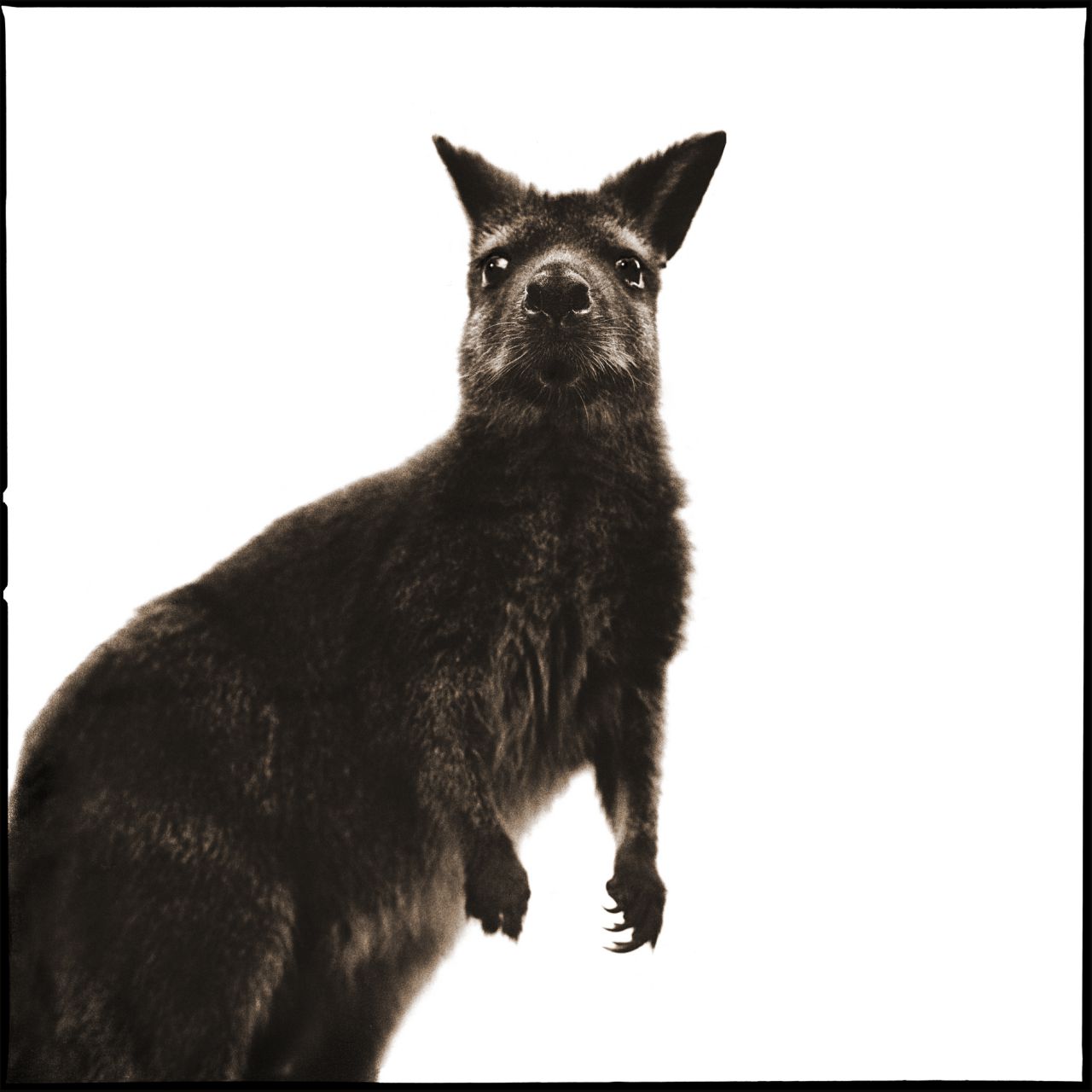 La muestra propone una aproximación poco habitual a la fotografía de fauna salvaje.