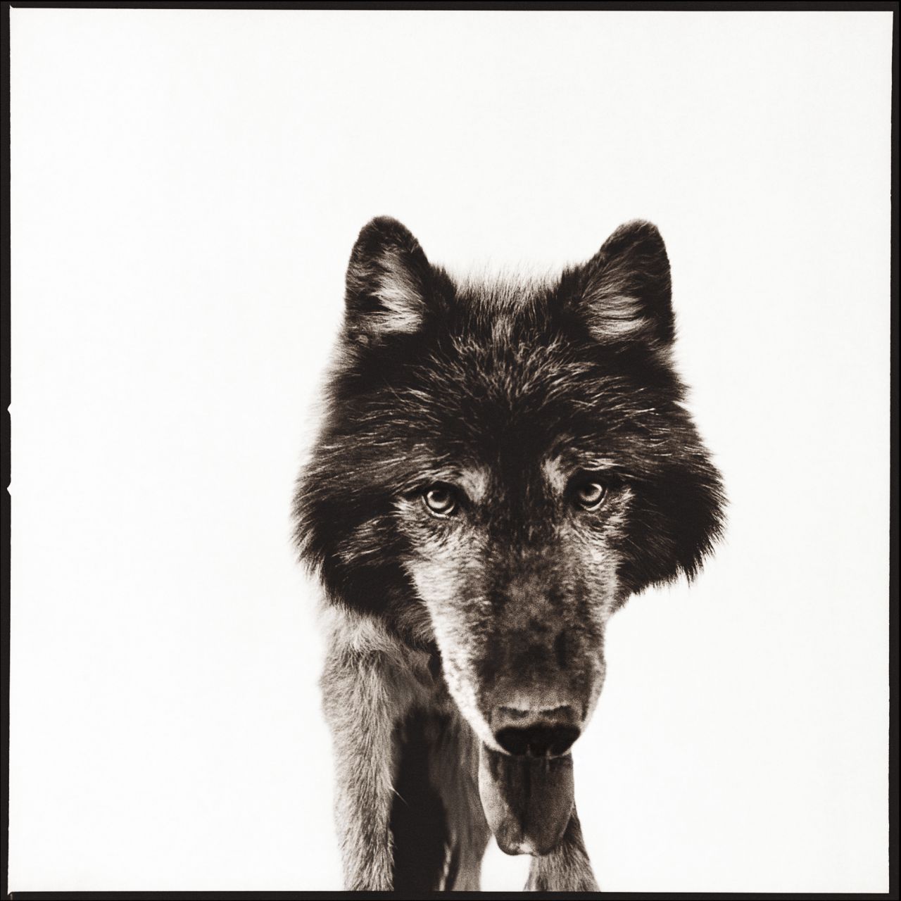 La fotógrafa estadounidense Nine François llega a Madrid con Wildlife Portrait, una exposición presentada por Havet Gallery dentro del programa OFF de PHotoEspaña 2026.