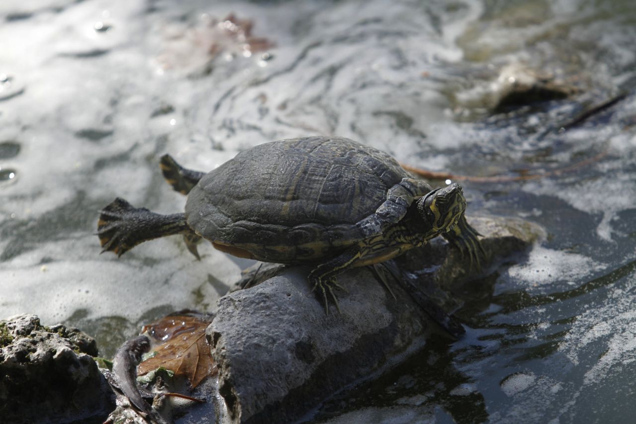 Una tortuga refrescándose en el agua.