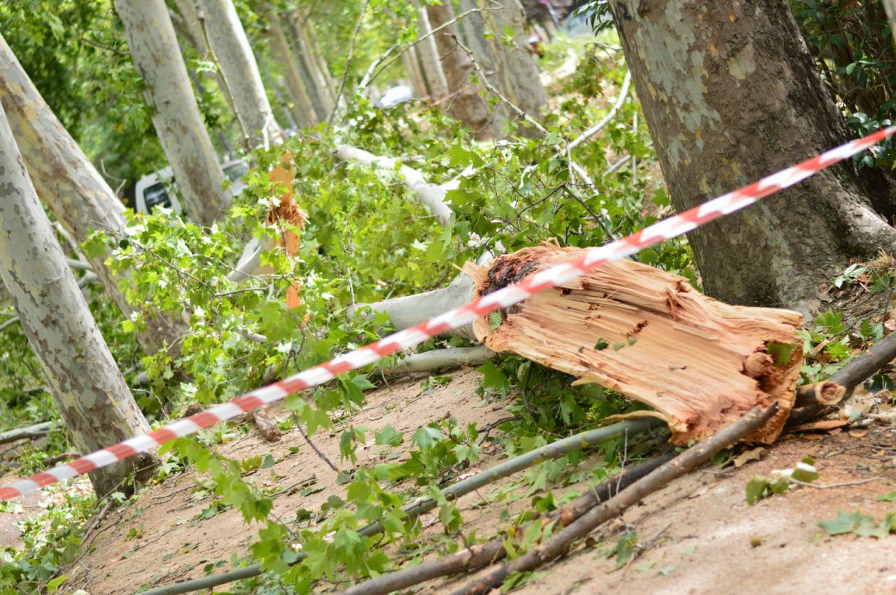 Árboles caídos tras la tormenta en la piscina de Las Olivas en Aranjuez.