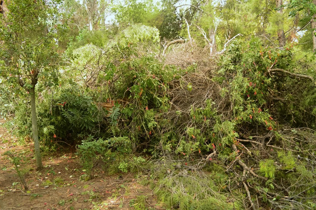 Árboles y destrozos producidos por la tormenta en Aranjuez