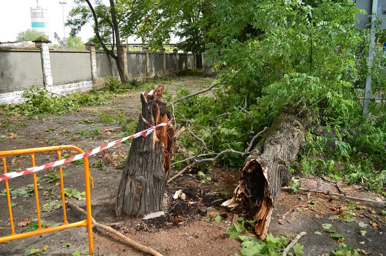 Árbol caído por la tormenta en Aranjuez
