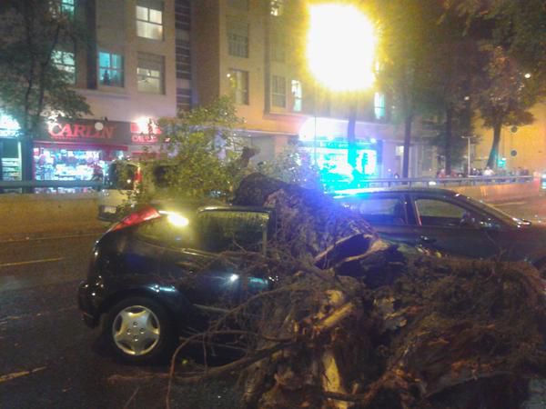 Cae un árbol sobre dos coches aparcados y uno que venía circulando. 