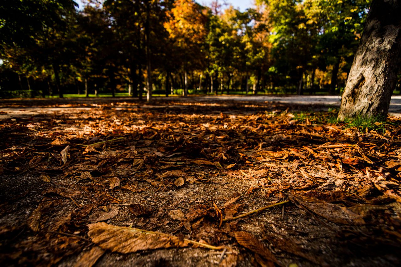 Manto de hojas caídas en El Retiro