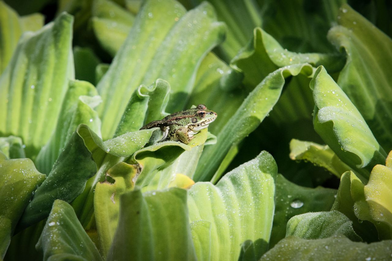 Una rana toma el sol en lechugas de agua del género Pistia.