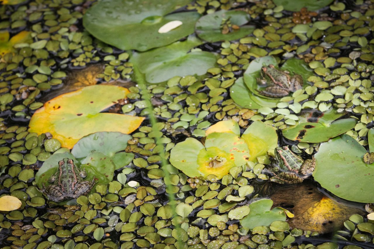 Ranas y milhojas acuáticos del género Myriophyllum.