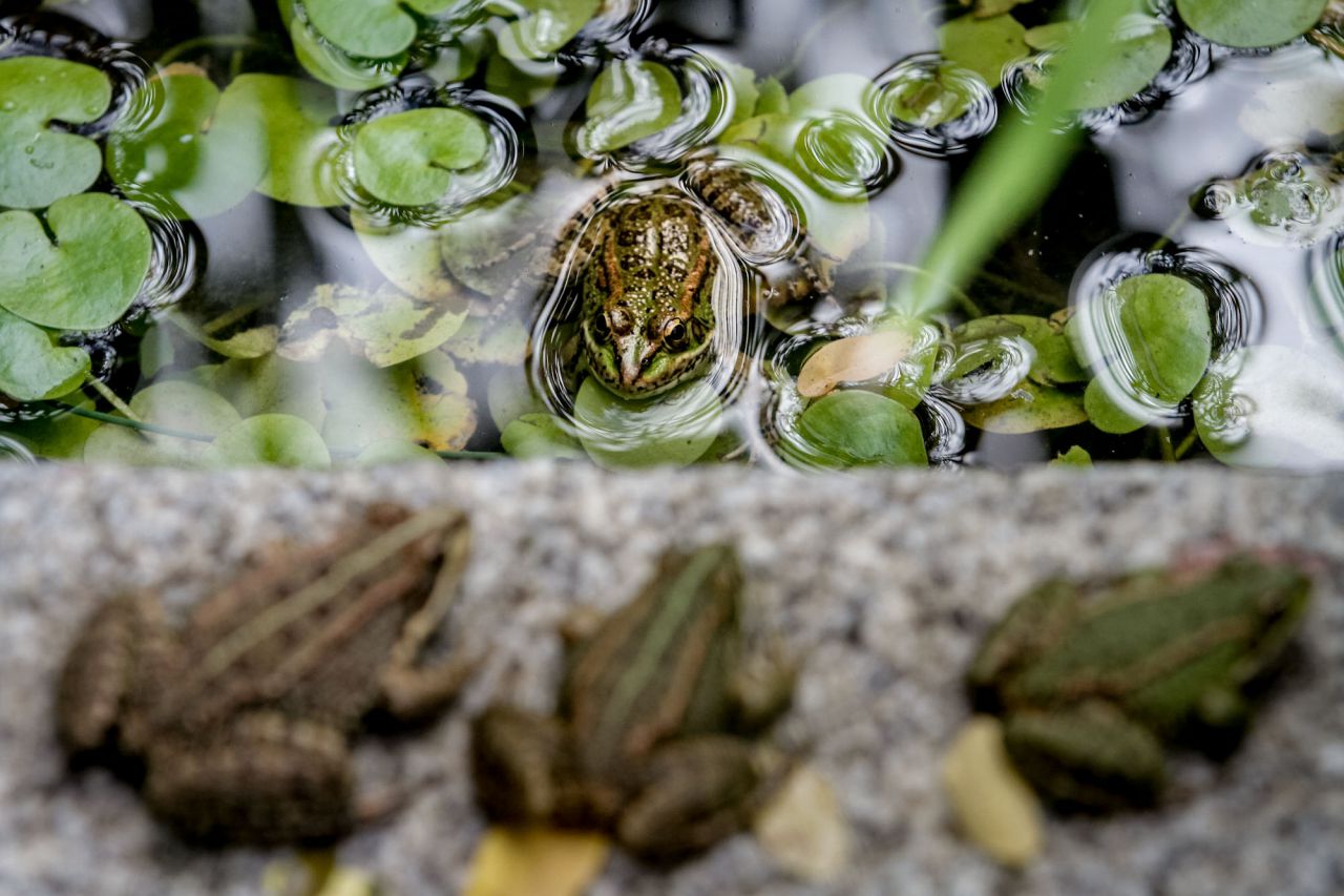Las ranas reposan en la orilla o se semergen para estar húmedas.