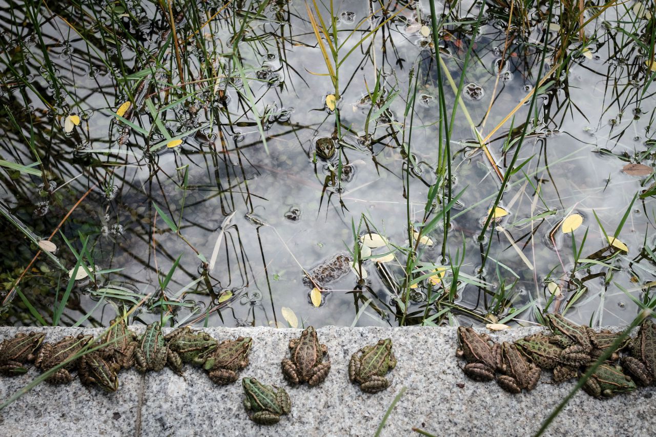Un grupo de ranas jóvenes reposa en la orilla del estanque.
