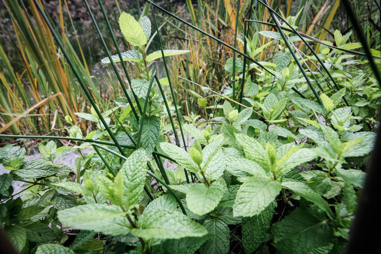 En los bordes secos diferentes especies de juncos y mentas (de los géneros Scirpoides, Juncus y Mentha).