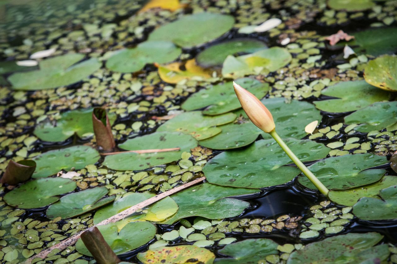 La mayor parte de las plantas que crecen en el estanque proceden de diversos humedales españoles. Entre las plantas flotantes destacan los corazones de agua o bocado de rana (Hydrocharis morsus-ranae), una especie en peligro de extinción en la Península Ibérica, que los investigadores del Real Jardín Botánico han reproducido a partir de ejemplares procedentes del Parque Nacional de Doñana.
