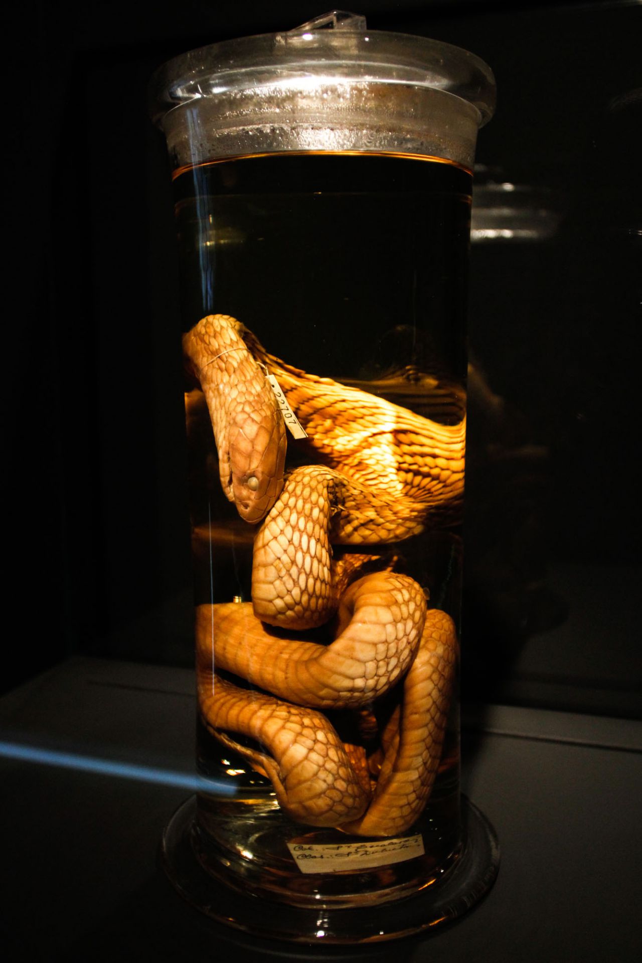 Cobra egipcia en formol.