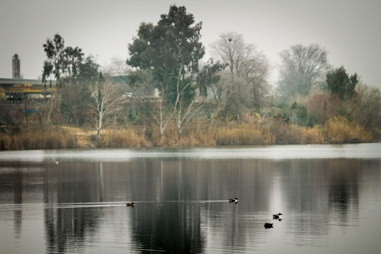 Unos ánades en medio de la laguna de El Campillo.