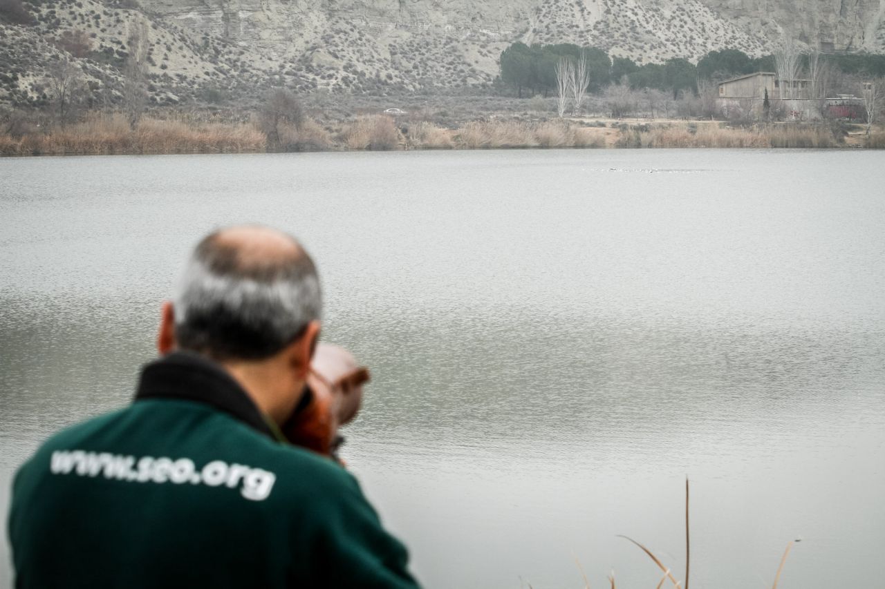 Un ornitólogo de Seo Bird Life observa una bandada de gaviotas reidoras.