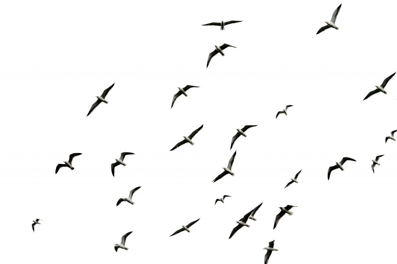 Bandada de gaviotas reidoras.