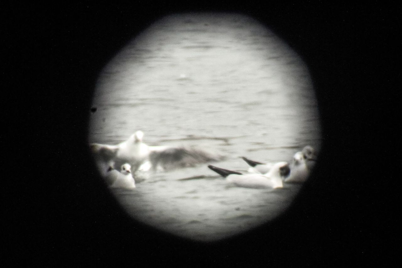 Gaviotas reidoras y sombrías a través del ocular de un telescopio.