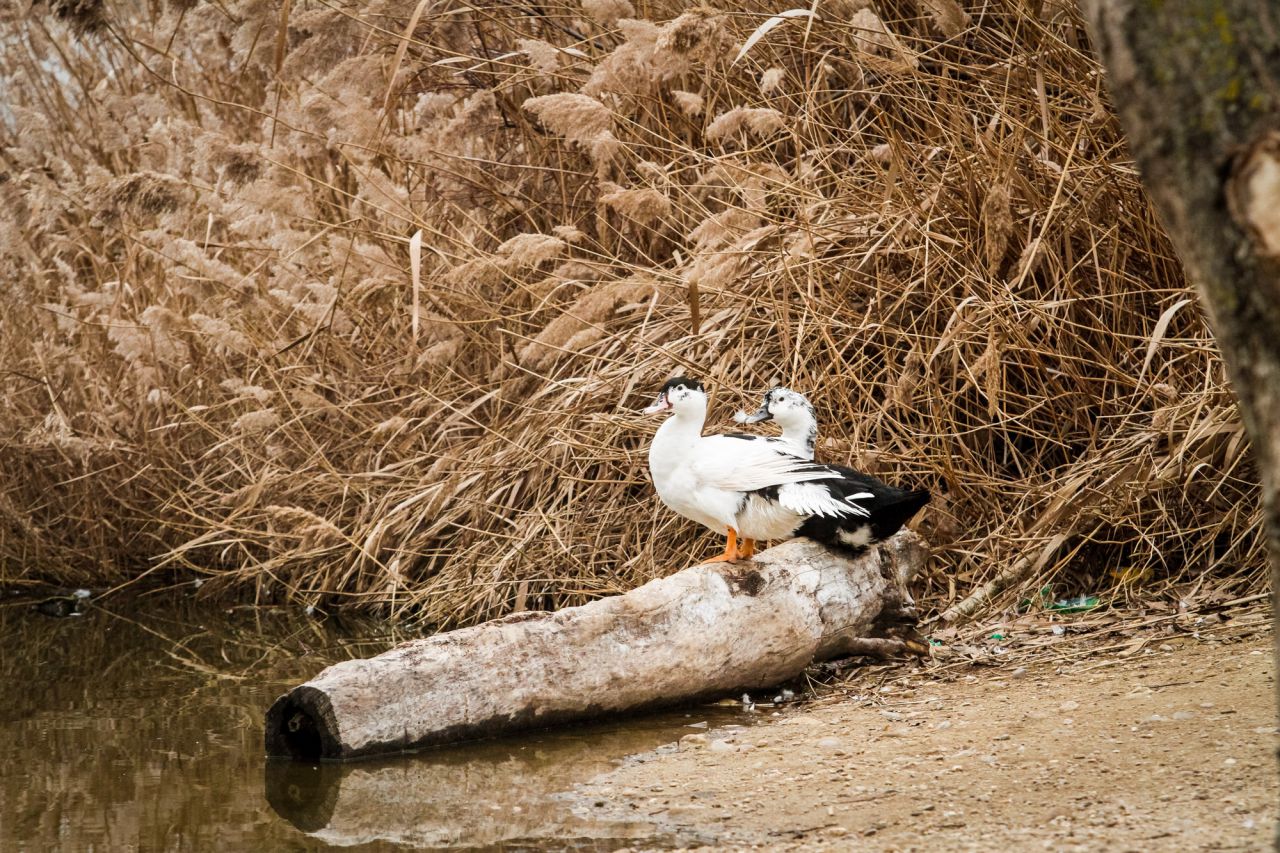 Dos aves posadas en un troco caido a la arilla de la laguna de El Campillo.