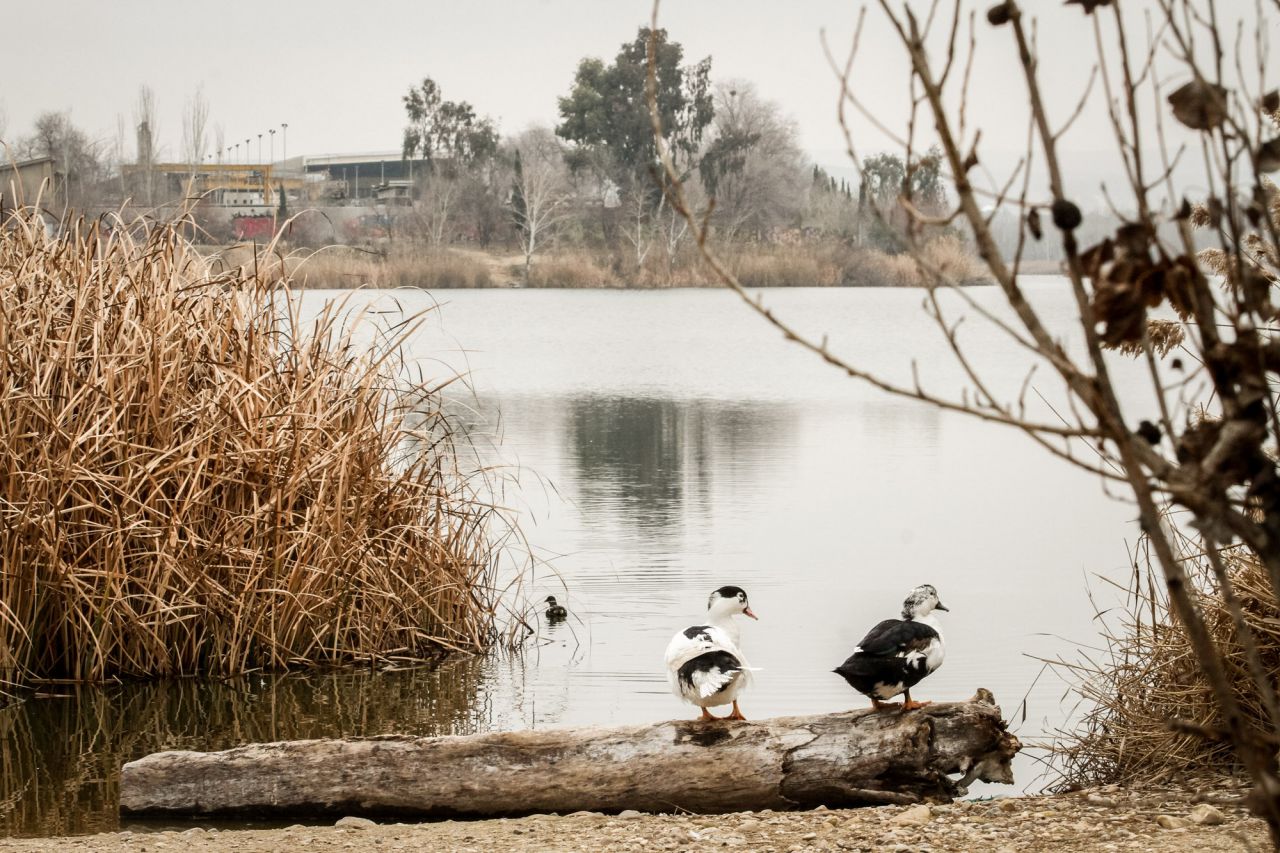 Dos aves posadas en un troco caido a la arilla de la laguna de El Campillo.