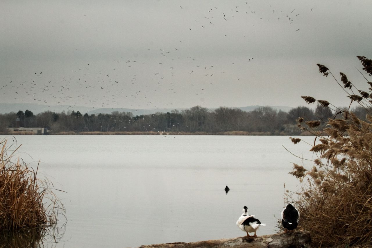 Varios tipos de aves en la laguna de El Campillo.