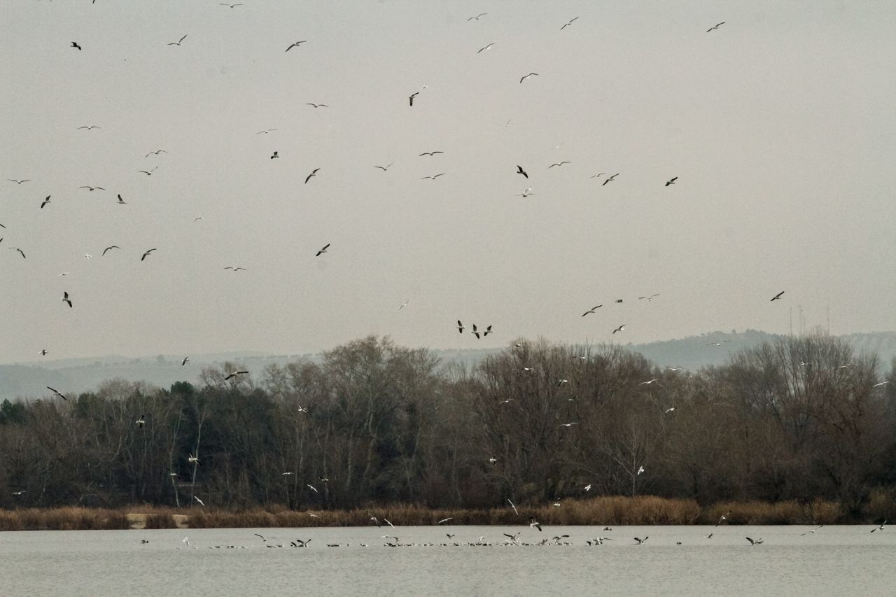 Bandada de gaviotas reidoras y sombrías.