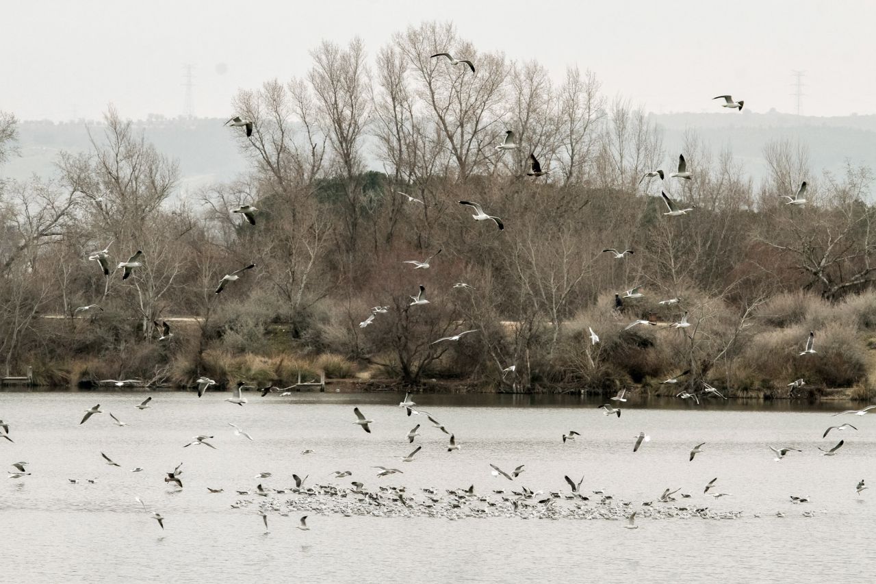 Una bandada de gaviotas inicia el vuelo.