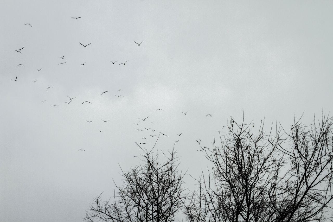 Gaviotas volando.