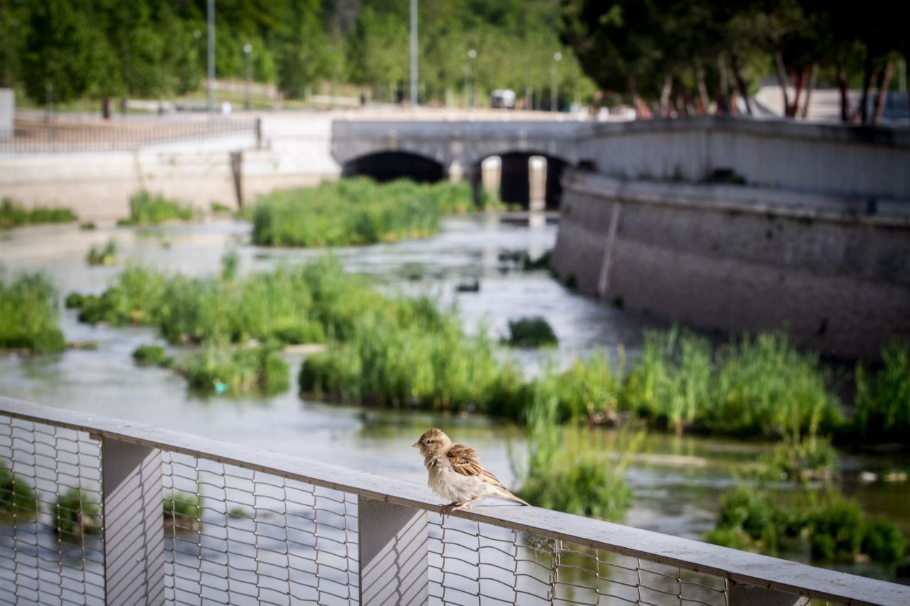 La vegetación al descubierto atrae a las aves.