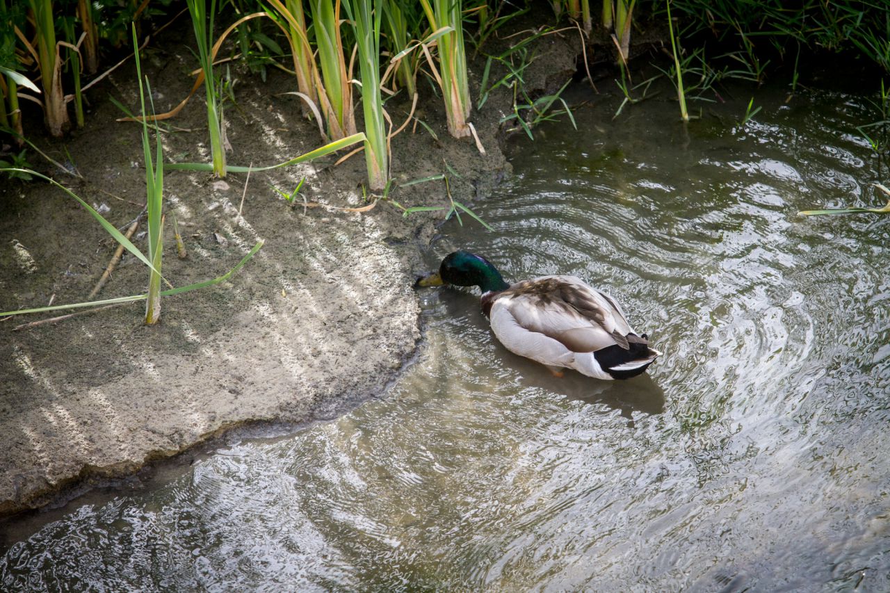 Un ánade real busca comida en el lecho del río.