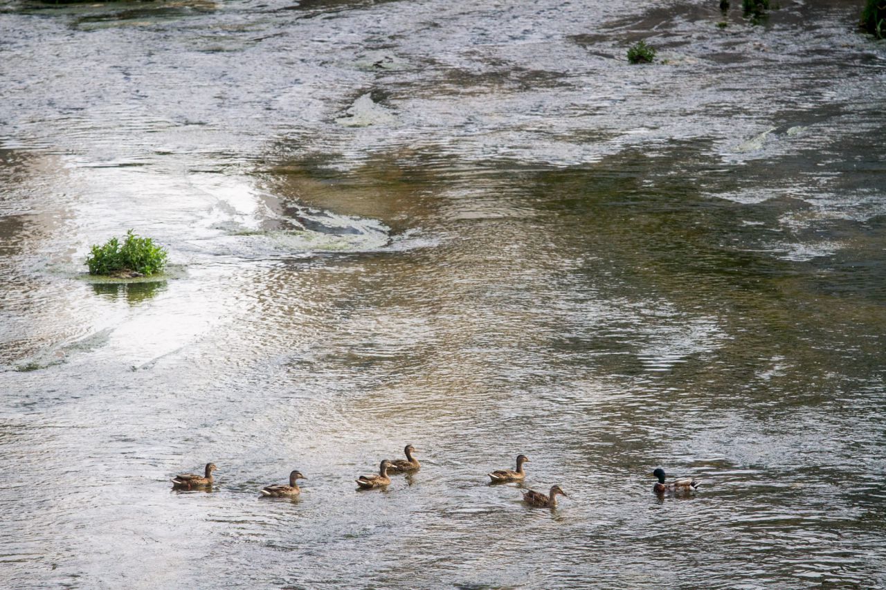 Un ánade real macho y varias hembras nadan por el río.