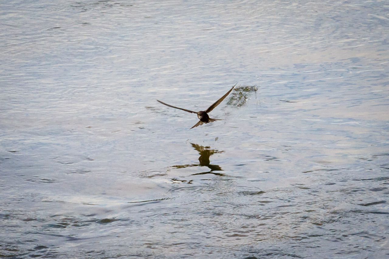 Una golondrina planea sobre la corriente del río.