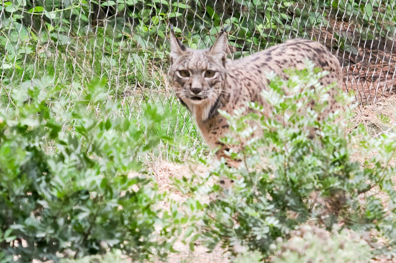 Jazmín, la hembra de la pareja que ha llegado hoy al Zoo.