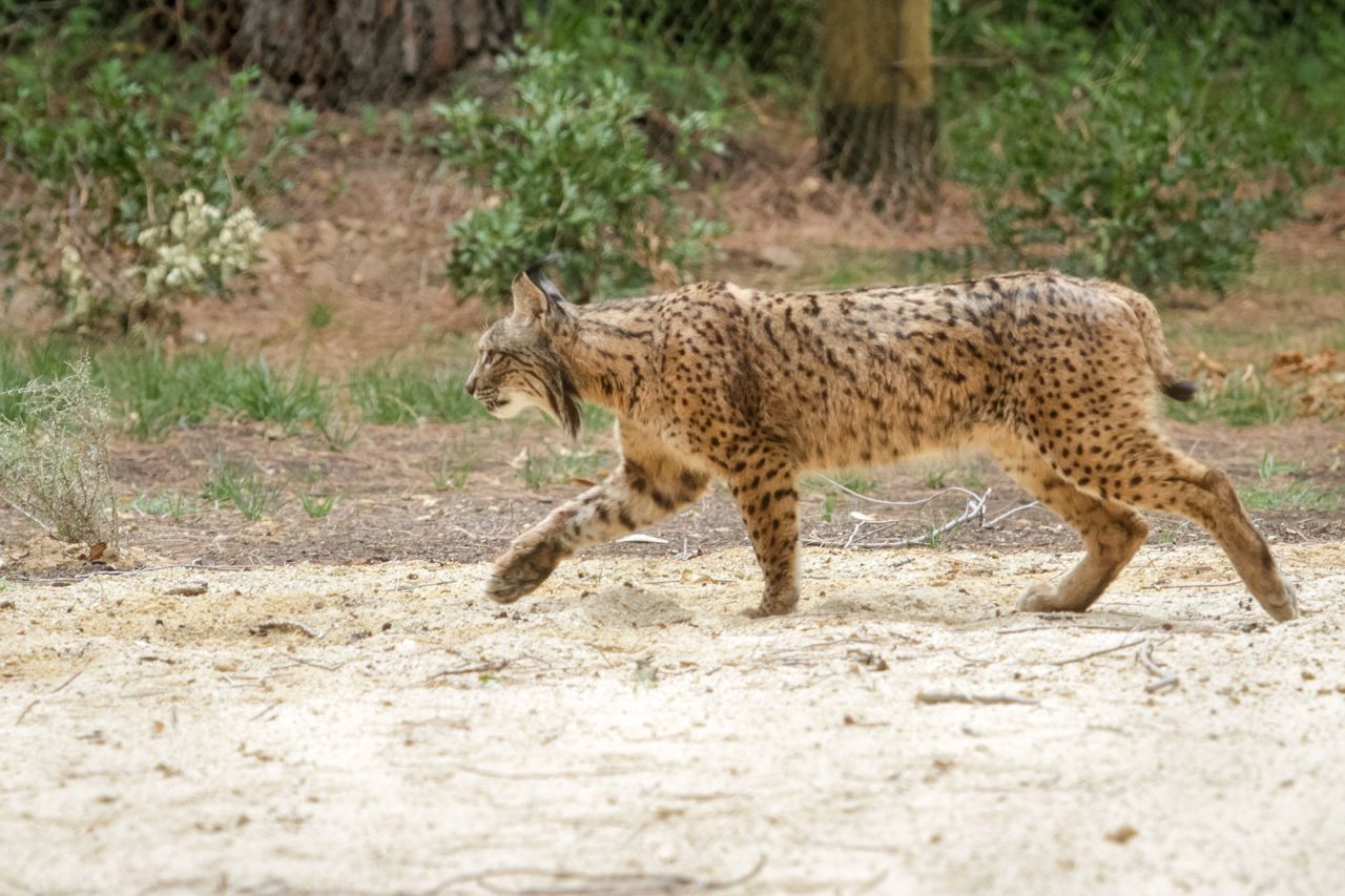 Jazmín, la hembra de la pareja que ha llegado hoy al Zoo.