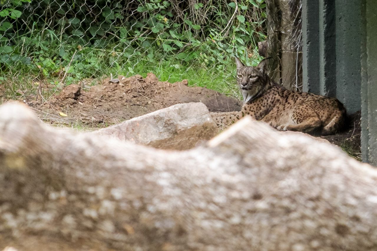 Jazmín, la hembra de la pareja que ha llegado hoy al Zoo.