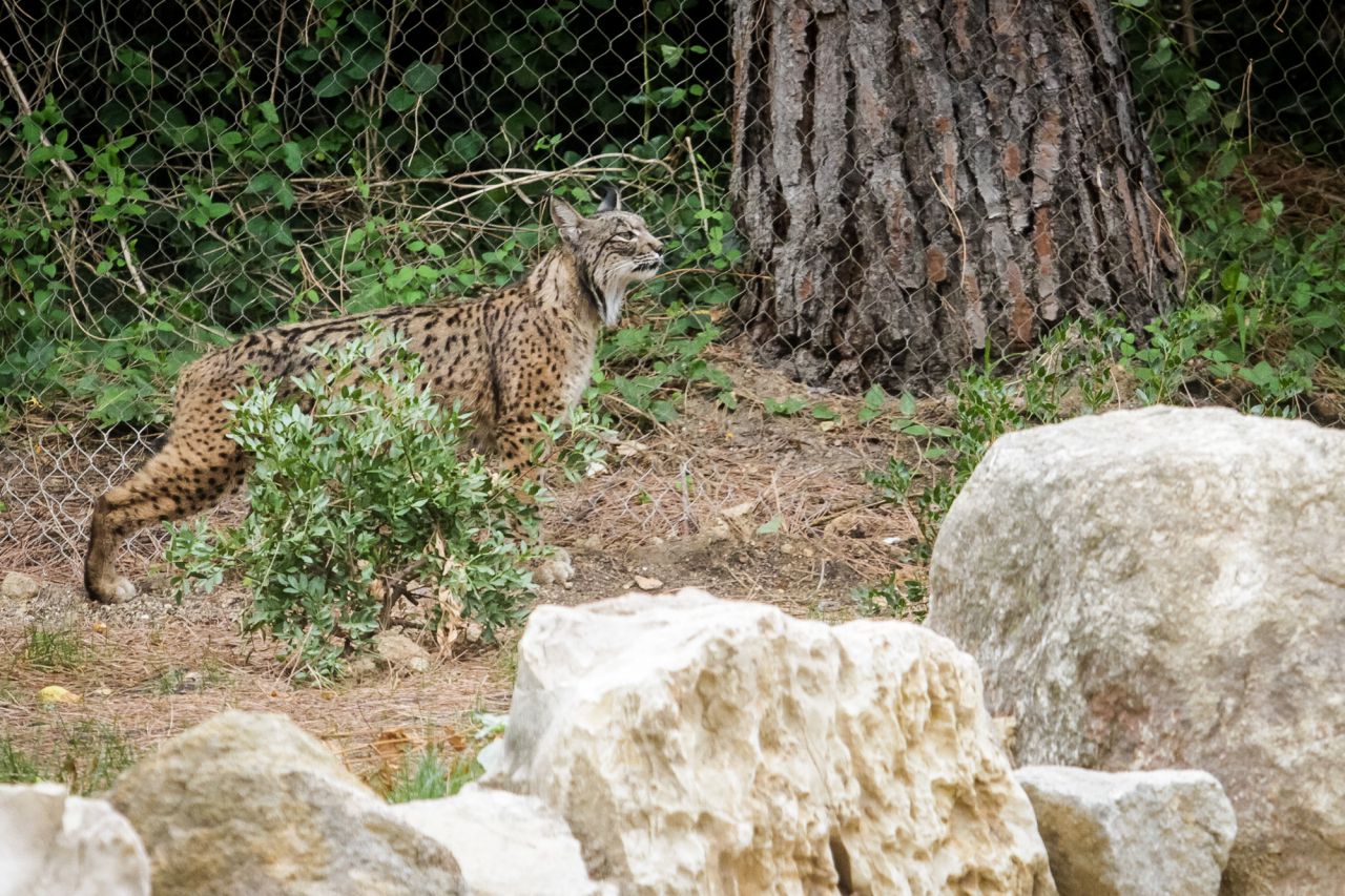 Jazmín, la hembra de la pareja que ha llegado hoy al Zoo.