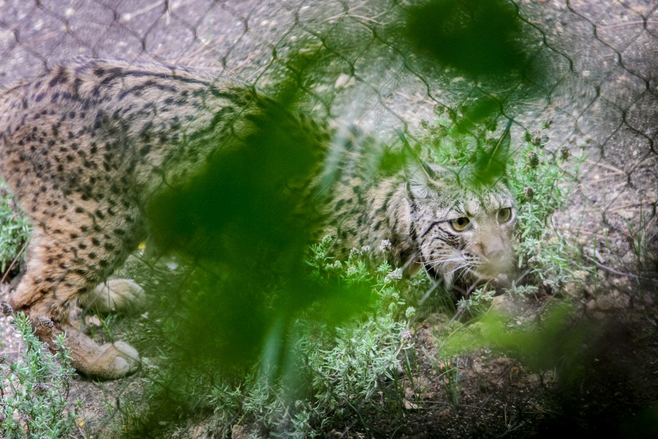 Jazmín, la hembra de la pareja que ha llegado hoy al Zoo.