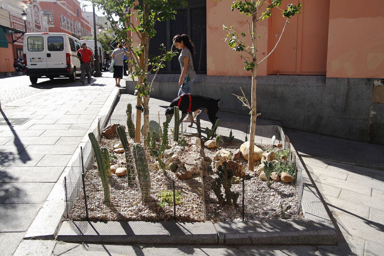 Alcorque adornado con cactus en Antón Martín