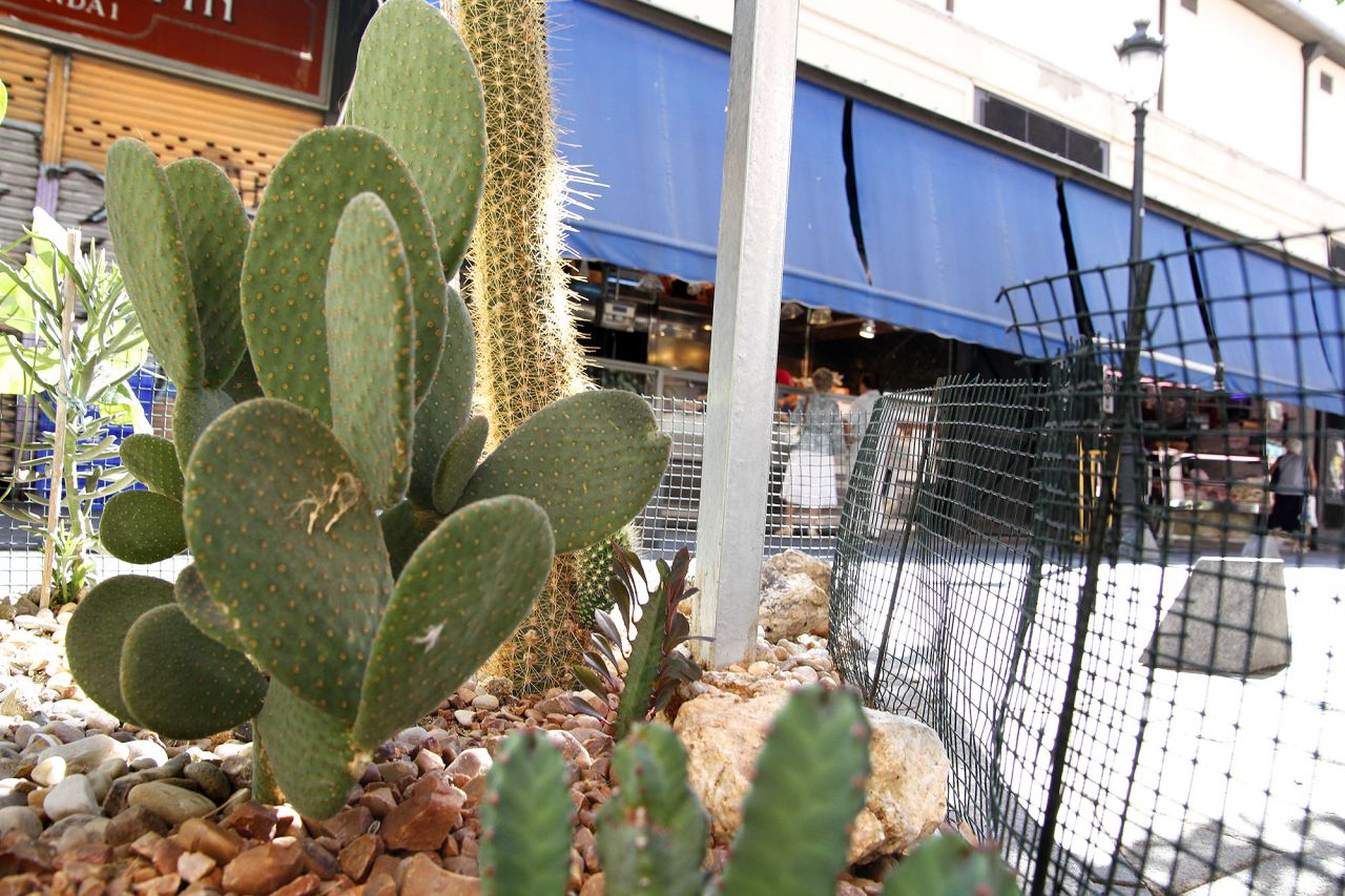 Alcorque adornado con cactus en Antón Martín