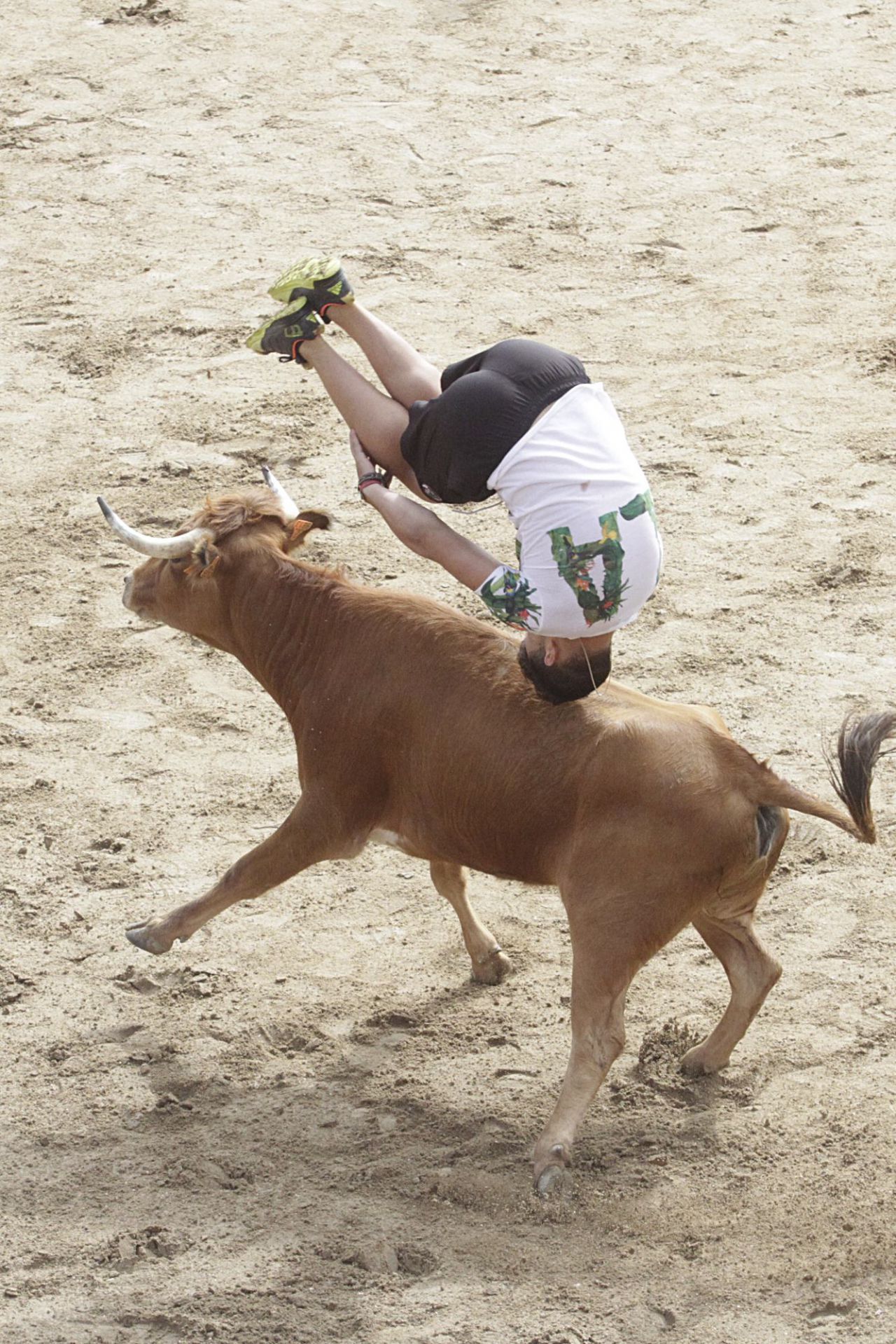 Suelta de vaquillas y toros en las fiestas patronales de San Sebastián de los Reyes.