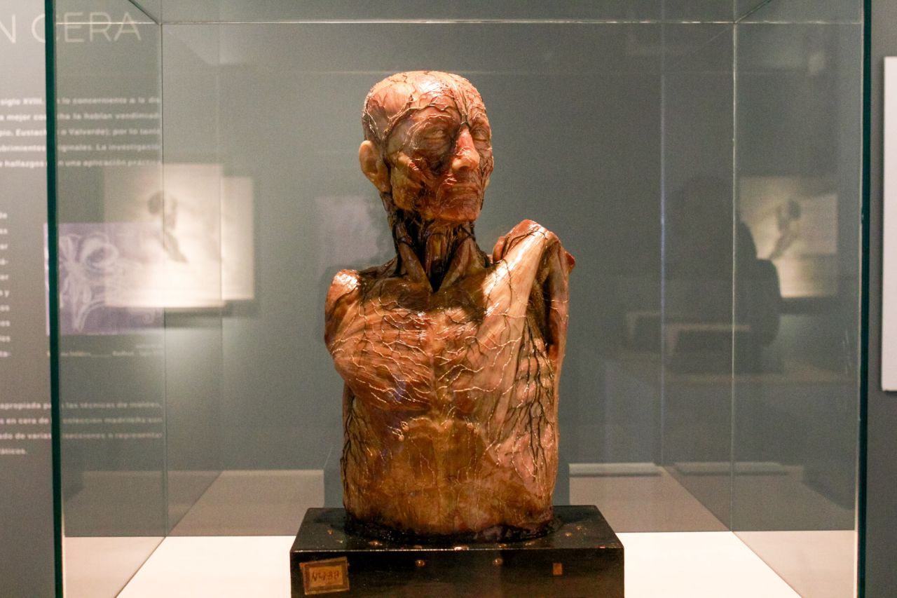 Drenaje linfatico del torso en una cera del s. XVIII.